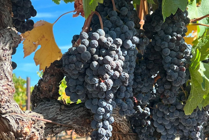 grapes